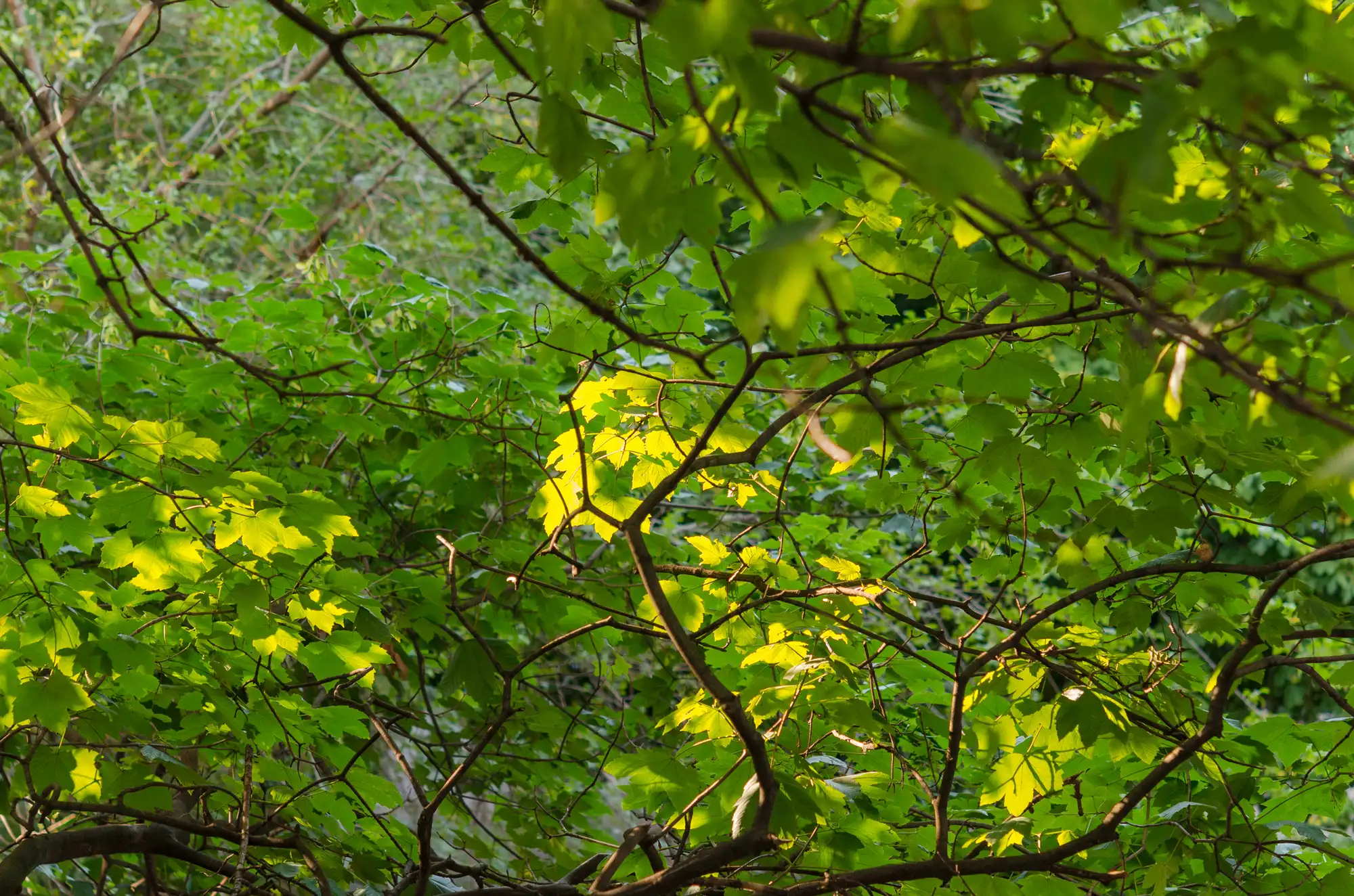 Tree Trimming