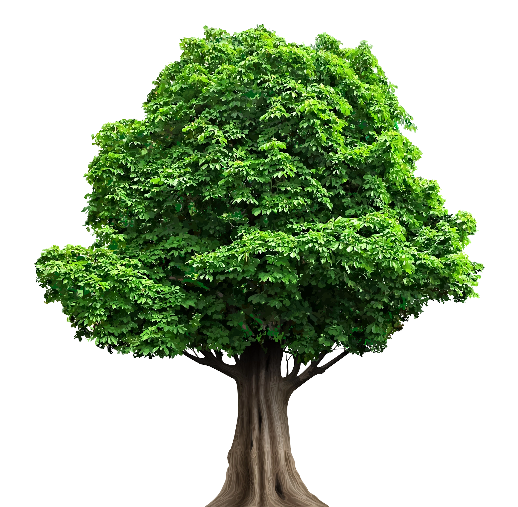 Tree Maintenance