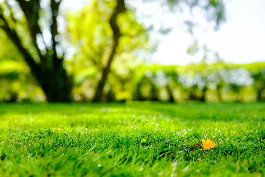 Lawn Care