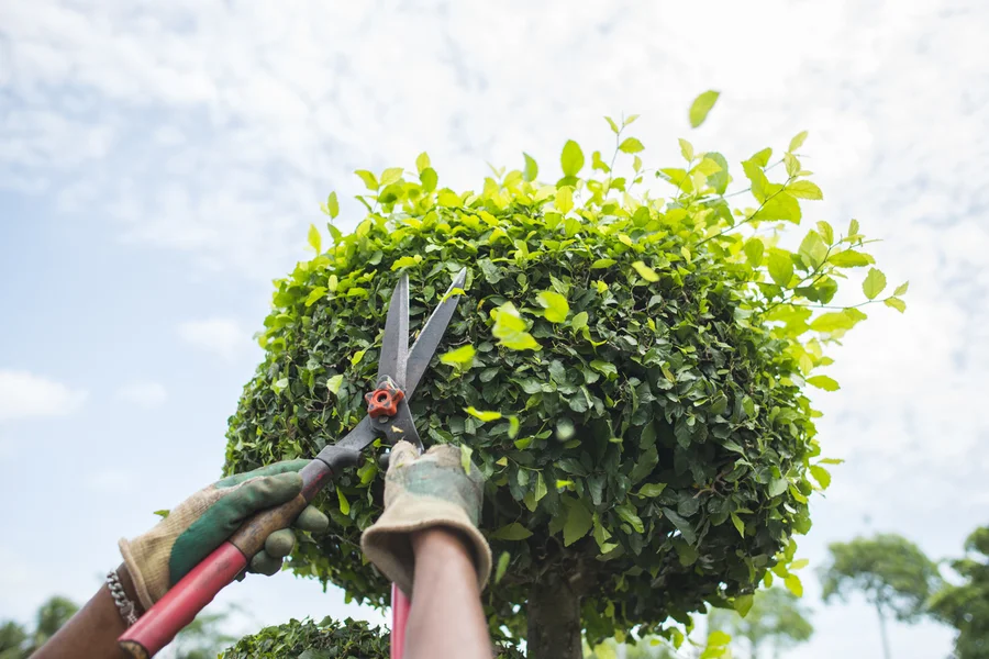 Tree Care