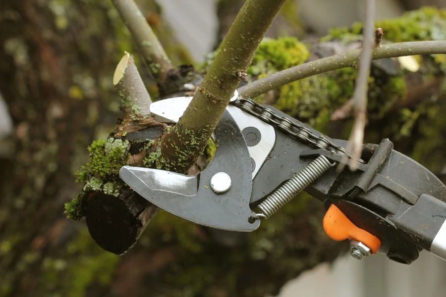Tree Maintenance